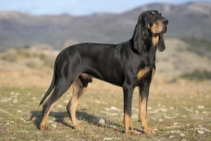 Segugio Italiano — adult