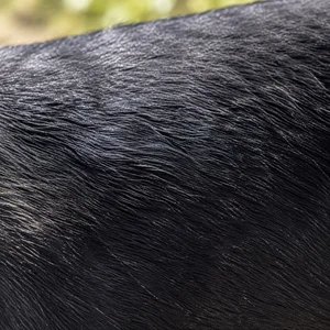 Segugio Italiano — coat texture