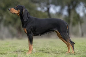 Segugio Italiano — black and tan coat