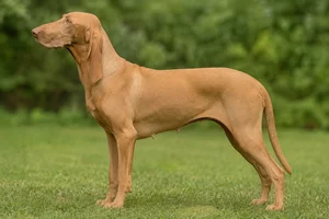 Segugio Italiano — fawn coat