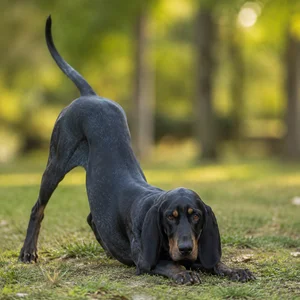 Segugio Italiano — playful