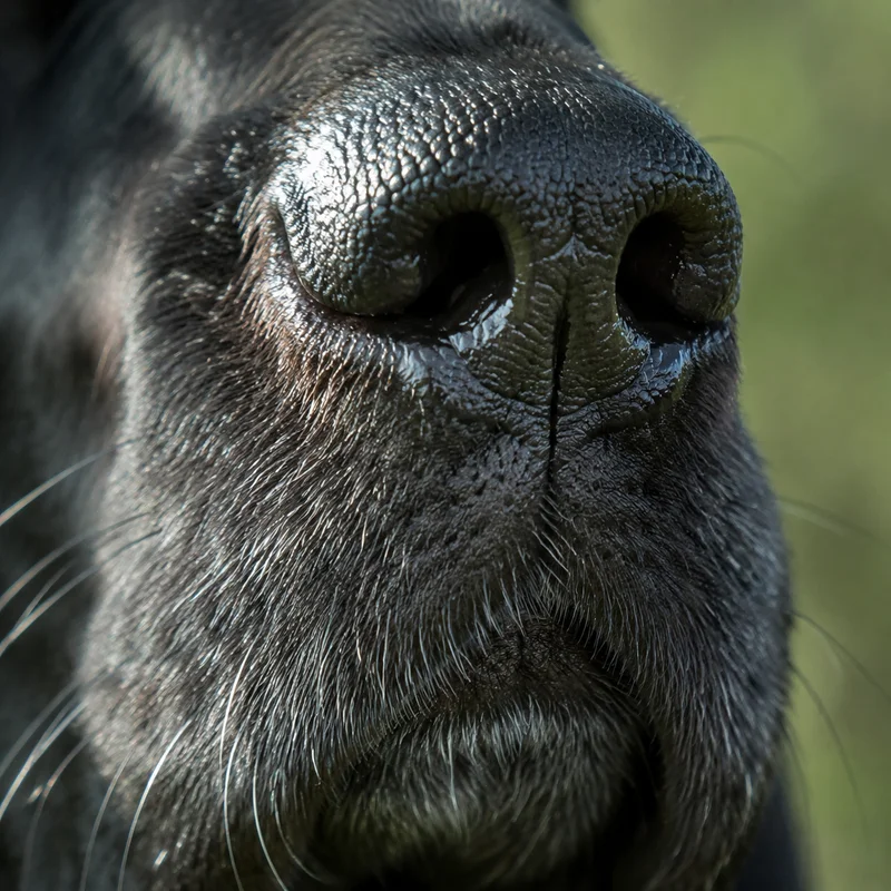 Segugio Italiano — nose