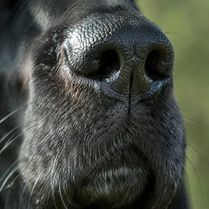 Segugio Italiano — nose
