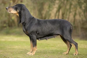 Segugio Italiano dog