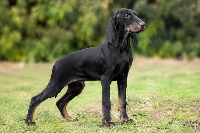 Segugio Italiano — puppy (~4 mo)