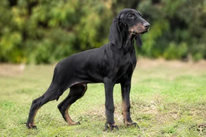 Segugio Italiano — puppy (~4 mo)