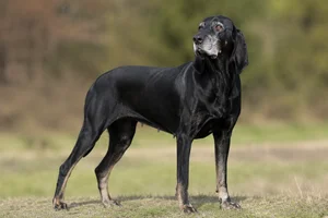 Segugio Italiano — senior