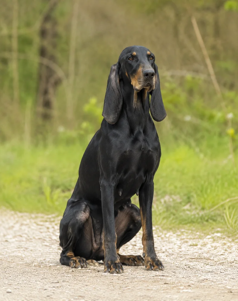 Segugio Italiano — sitting