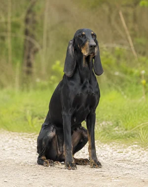 Segugio Italiano — sitting
