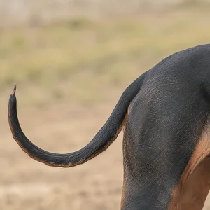 Segugio Italiano — tail