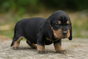 Segugio Italiano — young puppy (~1 mo)