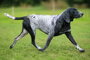 Serbian Tricolored Hound — running