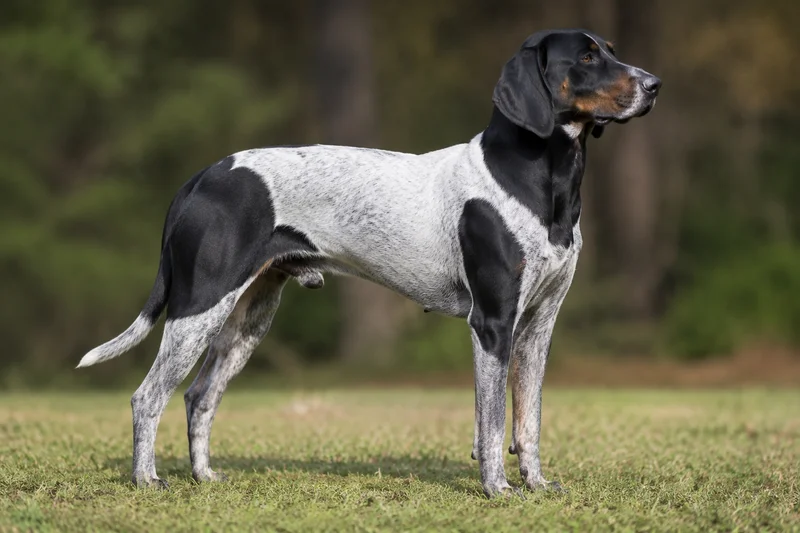 Serbian Tricolored Hound — adult