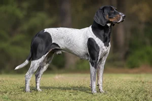 Serbian Tricolored Hound — adult