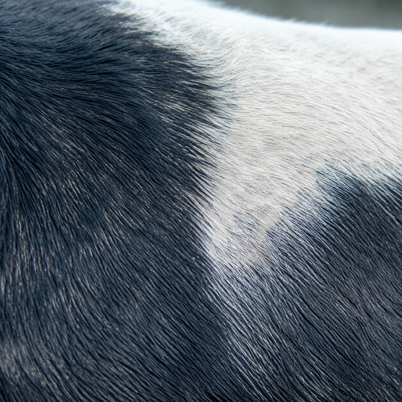 Serbian Tricolored Hound — coat texture