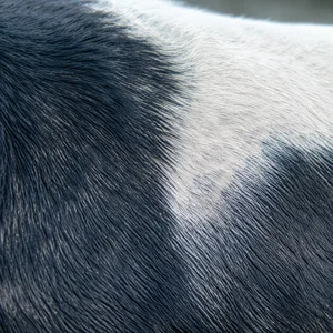 Serbian Tricolored Hound — coat texture