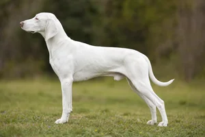 Serbian Tricolored Hound — and white coat