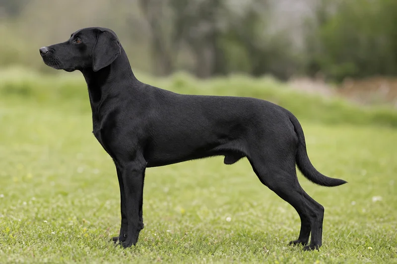 Serbian Tricolored Hound — Black coat
