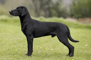 Serbian Tricolored Hound — Black coat