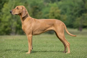 Serbian Tricolored Hound — tan coat