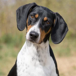 Serbian Tricolored Hound — alert