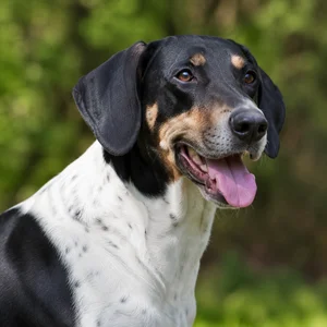 Serbian Tricolored Hound — happy