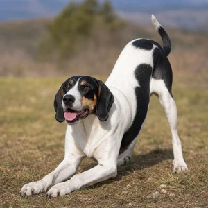 Serbian Tricolored Hound — playful