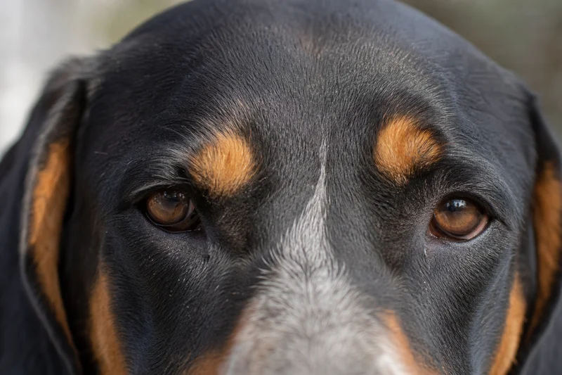 Serbian Tricolored Hound — eyes
