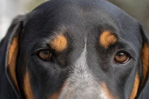 Serbian Tricolored Hound — eyes