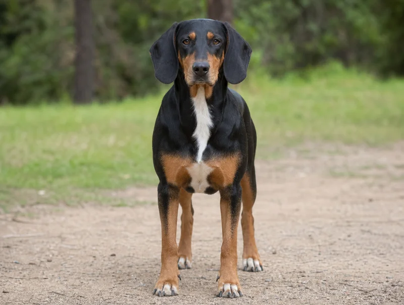 Serbian Tricolored Hound — front