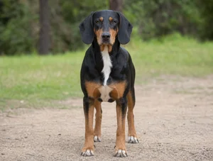 Serbian Tricolored Hound — front