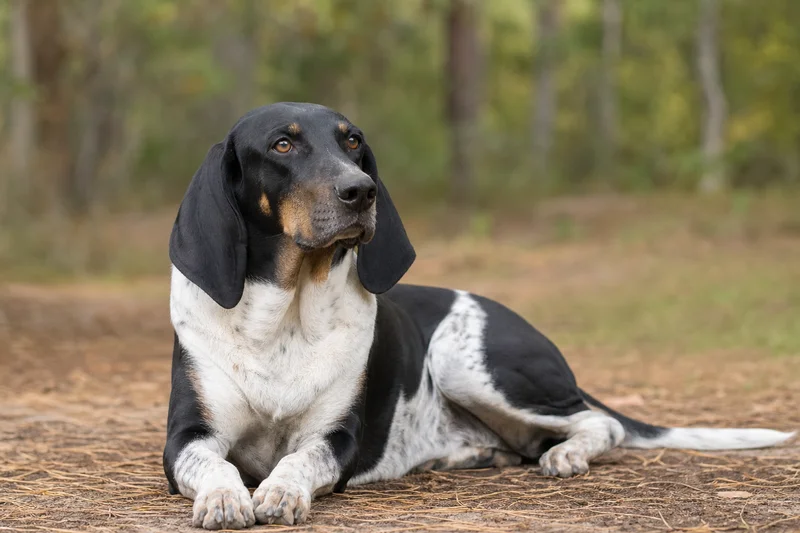 Serbian Tricolored Hound — lying down