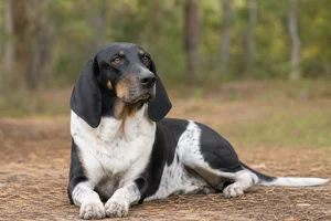 Serbian Tricolored Hound — lying down