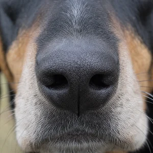Serbian Tricolored Hound — nose