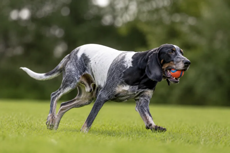 Serbian Tricolored Hound — playing