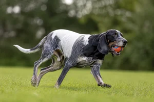 Serbian Tricolored Hound — playing