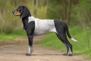 Serbian Tricolored Hound dog