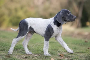 Serbian Tricolored Hound — puppy (~4 mo)