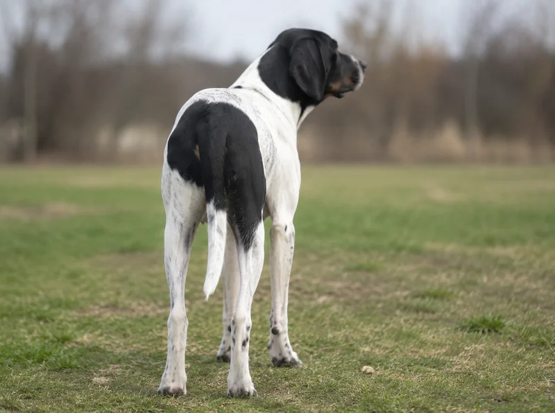 Serbian Tricolored Hound — rear