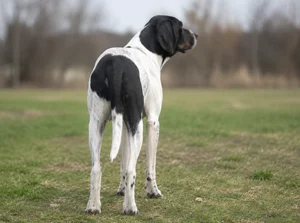 Serbian Tricolored Hound — rear