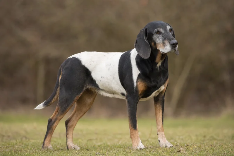 Serbian Tricolored Hound — senior
