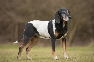 Serbian Tricolored Hound — senior