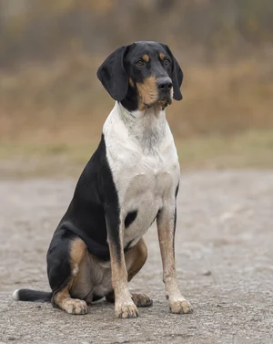 Serbian Tricolored Hound — sitting