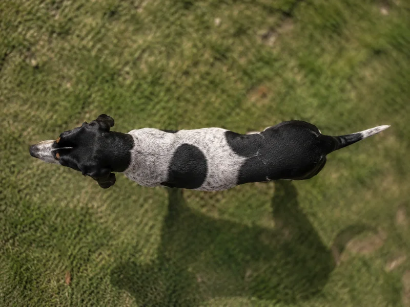 Serbian Tricolored Hound — top