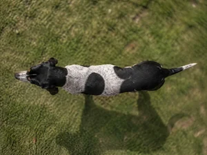 Serbian Tricolored Hound — top