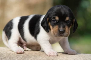 Serbian Tricolored Hound — young puppy (~1 mo)