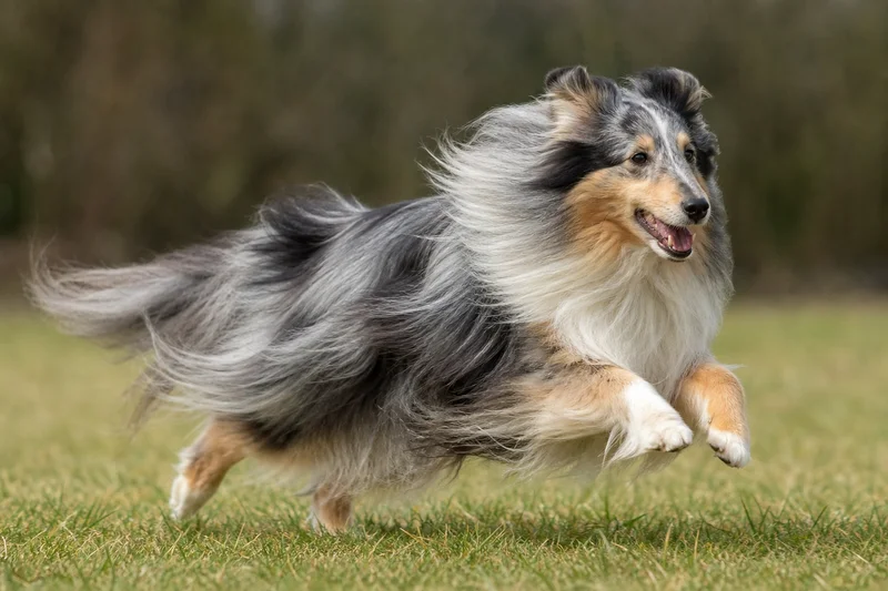 Shetland Sheepdog — running