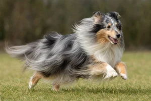 Shetland Sheepdog — running
