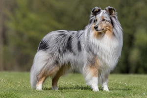 Shetland Sheepdog — adult
