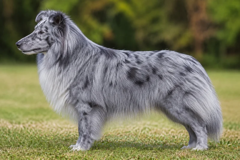 Shetland Sheepdog — blue merle coat